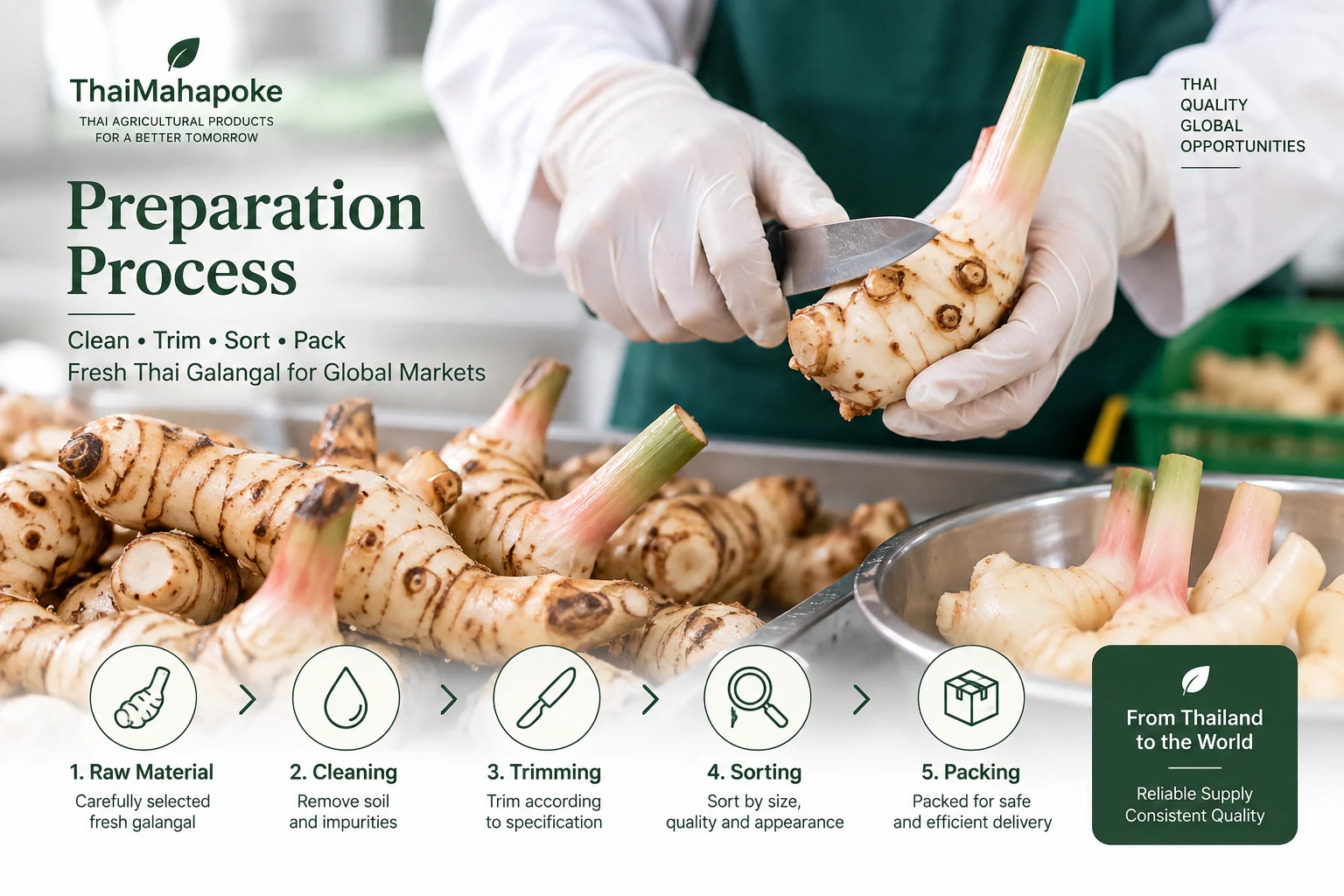 Fresh Thai galangal washed unwashed and trimmed preparation options
