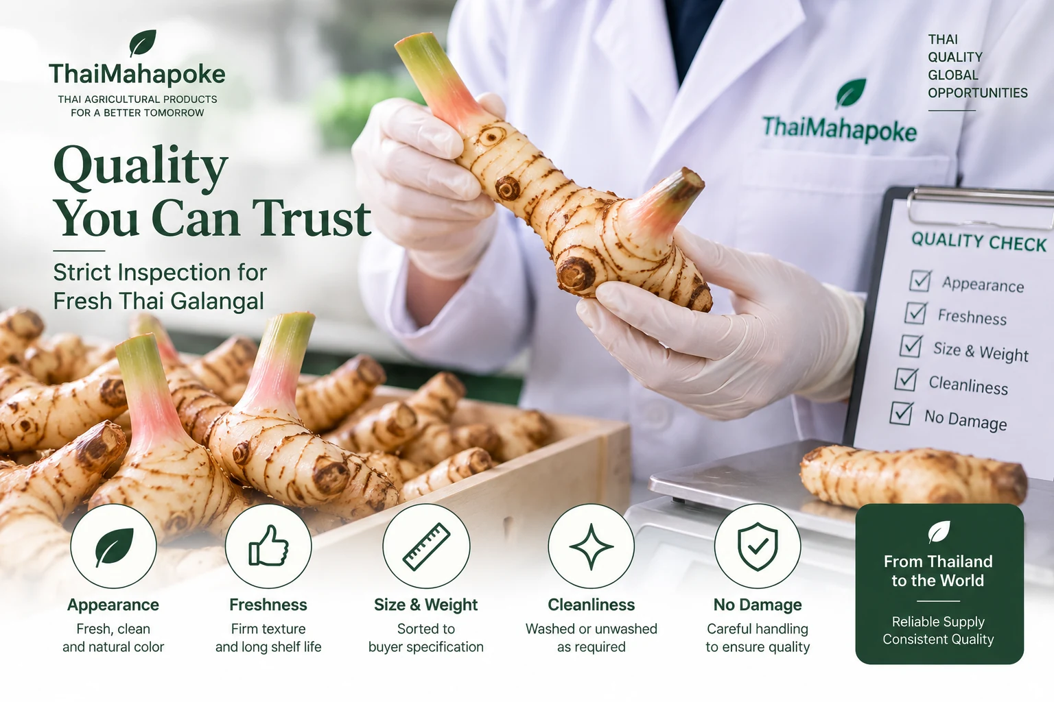 Fresh Thai galangal quality and condition inspection