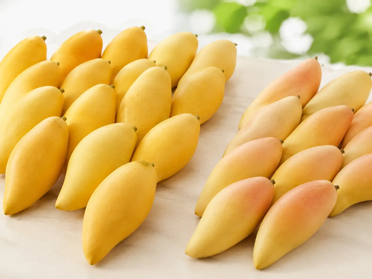 Nam Dok Mai and Mahachanok Thai mango commercial varieties