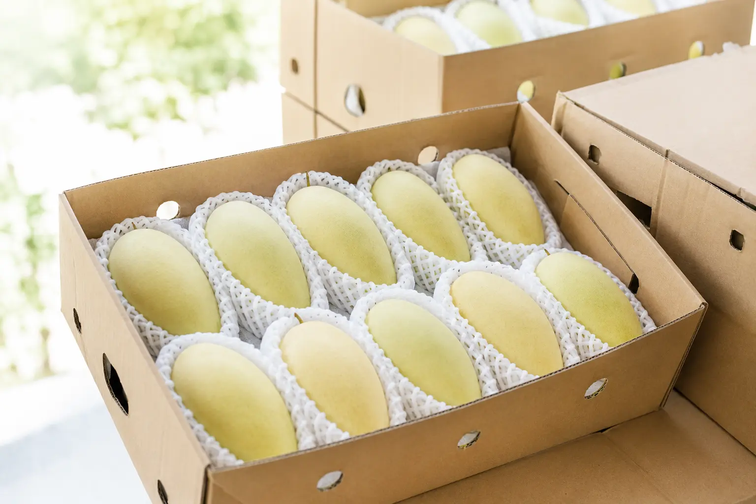 Fresh Thai mangoes protected inside a ventilated export carton