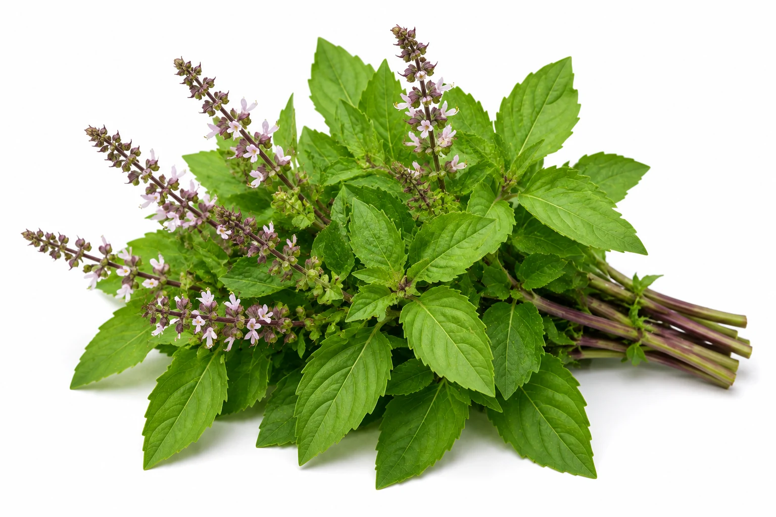 Holy Basil from Thailand