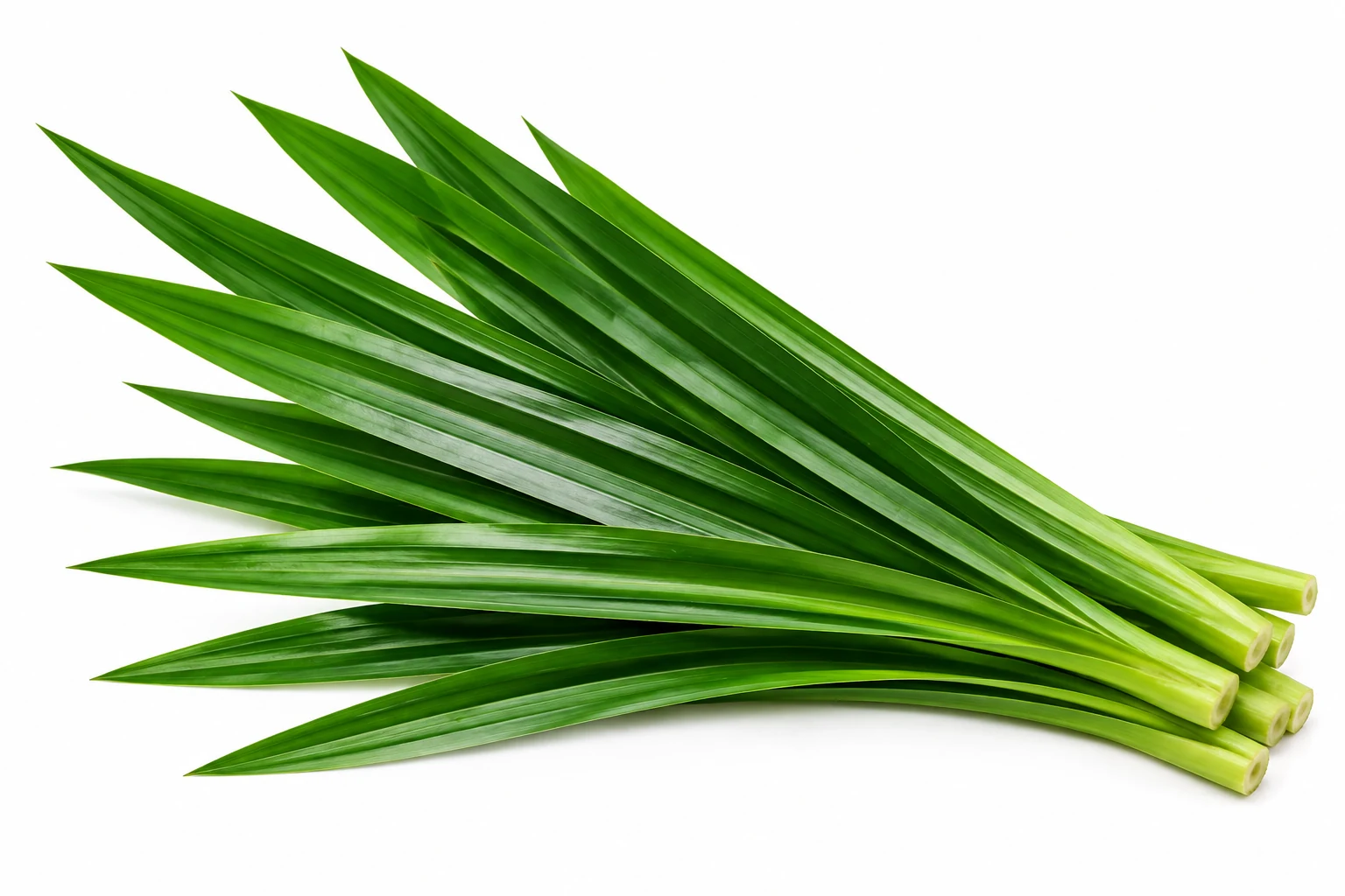 Pandan Leaves from Thailand