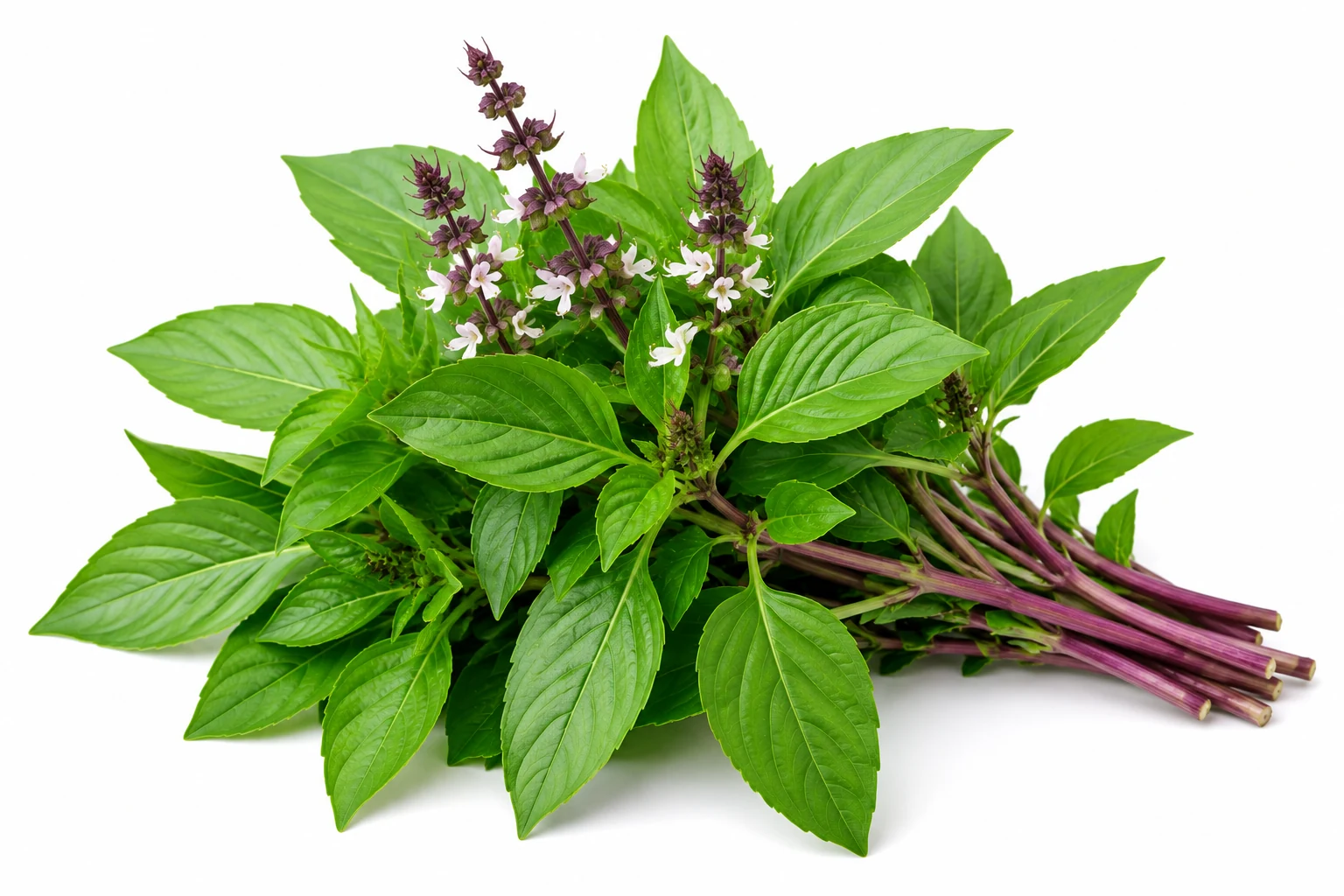 Thai Basil from Thailand