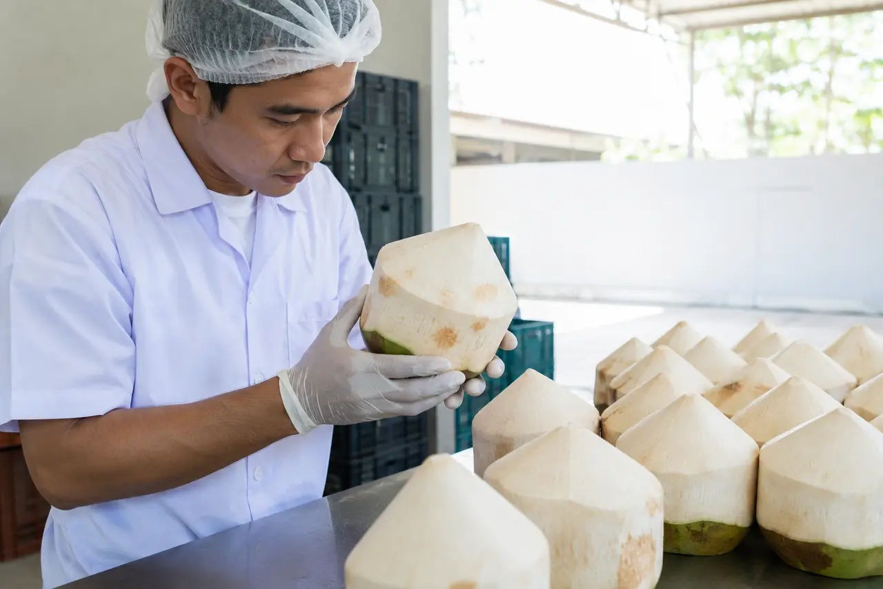 Worker visually inspecting a trimmed Thai Nam Hom coconut